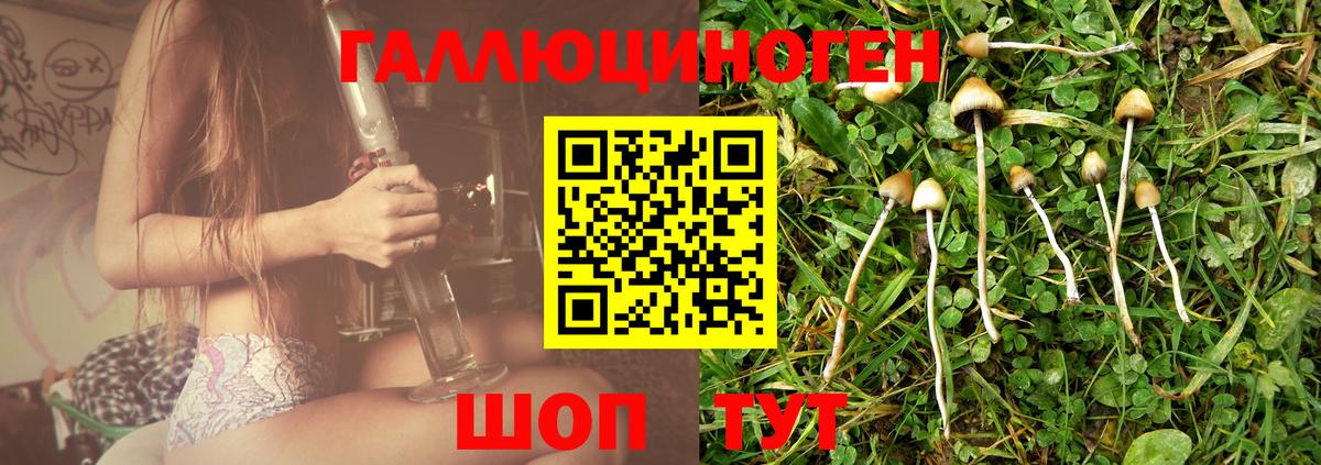 Галлюциногенные грибы Psilocybine cubensis Димитровград